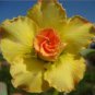 2 PCS Seeds Rosy Adenium Obesum Lucky Yellow Desert Rose Flowers