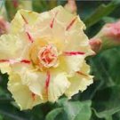 2 PCS Seeds Rosy Adenium Obesum Siam Yellow Desert Rose Flowers 2 PCS Seeds Rosy Adenium Obesum Siam Yellow Desert Rose Flowers