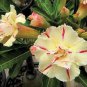 2 PCS Seeds Rosy Adenium Obesum Siam Yellow Desert Rose Flowers