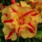 2 PCS Seeds Rosy Adenium Obesum Siam Yellow Desert Rose Flowers