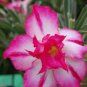 2 PCS Seeds Rosy Adenium Obesum Triple Amazing Desert Rose Flowers
