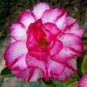 2 PCS Seeds Rosy Adenium Obesum Triple Amazing Desert Rose Flowers