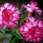 10 PCS Seeds Rosy Adenium Obesum Triple Amazing Desert Rose Flowers