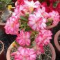 10 PCS Seeds Rosy Adenium Obesum Triple Amazing Desert Rose Flowers