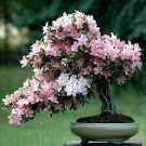 100 PCS Seeds Rouge Cloud Succulents Bonsai Plants Pink Flower 100 PCS Seeds Rouge Cloud Succulents Bonsai Plants Pink Flower