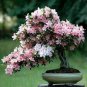 100 PCS Seeds Rouge Cloud Succulents Bonsai Plants Pink Flower