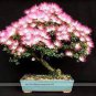 100 PCS Seeds Rouge Cloud Succulents Bonsai Plants Pink Flower