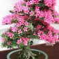 100 PCS Seeds Rouge Cloud Succulents Bonsai Plants Pink Flower