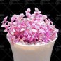 100 PCS Seeds Rouge Cloud Succulents Bonsai Plants Pink Flower