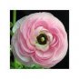 100 PCS Seeds Rouge Ranunculus Flower Seeds, Indoor Bonsai Plant