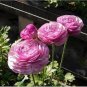 100 PCS Seeds Rouge Ranunculus Flower Seeds, Indoor Bonsai Plant