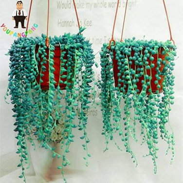10 PCS Seeds Round Pearl Chlorophytum Bonsai Beads Bonsai Absorb Formaldehyde
