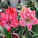1 PCS Seeds Rrue Amaryllis floresling Bonsai Flower Plantsr
