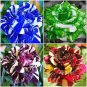 1 PCS Seeds Rrue Amaryllis floresling Bonsai Flower Plantsr
