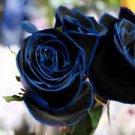 50 PCS Seeds Rsychic Rose 50 PCS Seeds Rsychic Rose