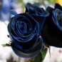 50 PCS Seeds Rsychic Rose