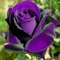 50 PCS Seeds Rsychic Rose