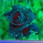 50 PCS Seeds Rsychic Rose