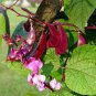 8 PCS Seeds Ruby Moon Red Hyacinth Bean