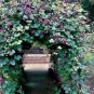 8 PCS Seeds Ruby Moon Red Hyacinth Bean