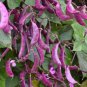 8 PCS Seeds Ruby Moon Red Hyacinth Bean