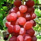 15 PCS Seeds Ruby Roman Grapes