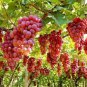 15 PCS Seeds Ruby Roman Grapes