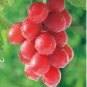 15 PCS Seeds Ruby Roman Grapes