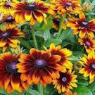 100 PCS Seeds Rudbeckia Hirta Flowers 100 PCS Seeds Rudbeckia Hirta Flowers