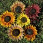 100 PCS Seeds Rudbeckia Hirta Flowers