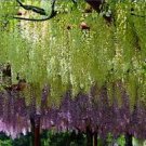 100 PCS Seeds rue Variety Rare Green Wisteria Climbing Woody Plant Flower