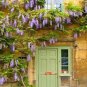 100 PCS Seeds rue Variety Rare Green Wisteria Climbing Woody Plant Flower