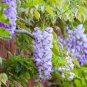 100 PCS Seeds rue Variety Rare Green Wisteria Climbing Woody Plant Flower