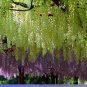 100 PCS Seeds rue Variety Rare Green Wisteria Climbing Woody Plant Flower