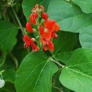 15 PCS Seeds Runner Bean 'Scarlet' Phaseolus coccineus Flower
