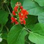 15 PCS Seeds Runner Bean 'Scarlet' Phaseolus coccineus Flower