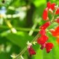 15 PCS Seeds Runner Bean 'Scarlet' Phaseolus coccineus Flower