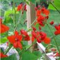 15 PCS Seeds Runner Bean 'Scarlet' Phaseolus coccineus Flower