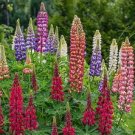 100 PCS Seeds Russell Luplne Lupinus Seeds Orange Color 100 PCS Seeds Russell Luplne Lupinus Seeds Orange Color