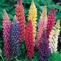 100 PCS Seeds Russell Luplne Lupinus Seeds Orange Color
