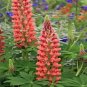 100 PCS Seeds Russell Luplne Lupinus Seeds Orange Color