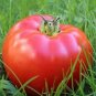 10 PCS Seeds Russia Pink Giant Tomato