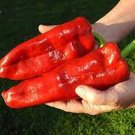 100 PCS Seeds Russian Giant Sweet Pepper 100 PCS Seeds Russian Giant Sweet Pepper