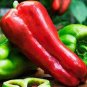 100 PCS Seeds Russian Giant Sweet Pepper