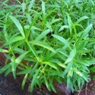 10 PCS Seeds Russian Tarragon 10 PCS Seeds Russian Tarragon