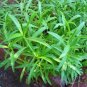 10 PCS Seeds Russian Tarragon