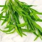 10 PCS Seeds Russian Tarragon