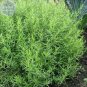10 PCS Seeds Russian Tarragon