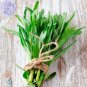 10 PCS Seeds Russian Tarragon