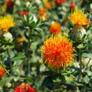 40 PCS Seeds Safflower Carthamus Chinese Herbs Red Flower 40 PCS Seeds Safflower Carthamus Chinese Herbs Red Flower